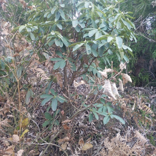 纳雍县杜鹃红 杜鹃花