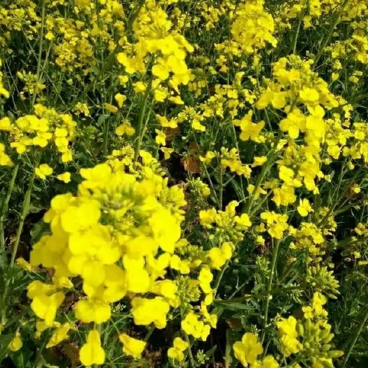 彬州市油菜籽  【万亩油菜】产地直发 量大从优