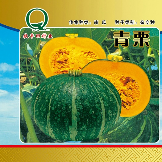 专业厂家种业公司，青栗 南瓜种子，货源稳定，欢迎咨询