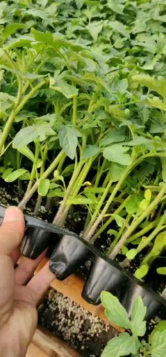  普罗旺斯大粉西红柿苗寿光育苗场直销