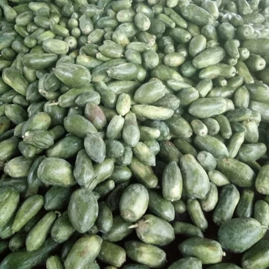 徐闻县 大量批发外青内白的青木瓜，自种自销，质好无农药