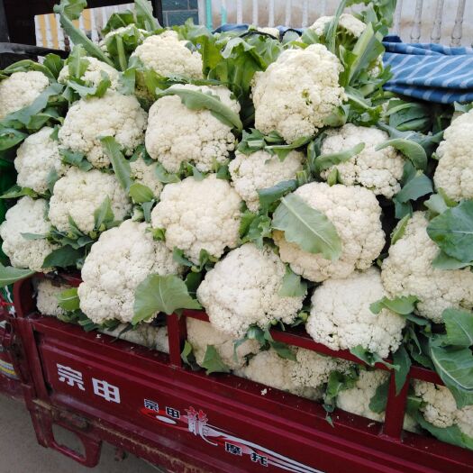 新野县白花菜花  大棚种植，优质有机花
