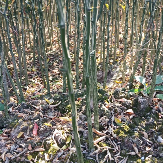 阳朔县枳壳苗 枳壳芽苗 枳壳小苗 可以嫁接枳壳新苗 福建籽枳壳苗