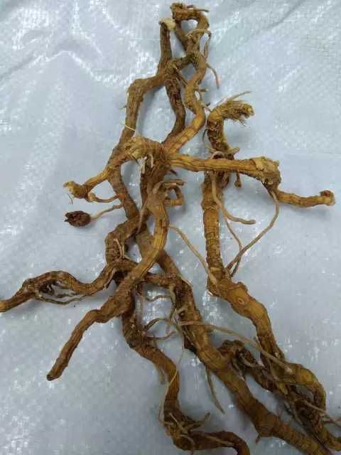 中药材山茱萸 中草药材一叶兰1斤包邮蜘蛛抱蛋 赶山鞭、竹叶盘、斩龙剑