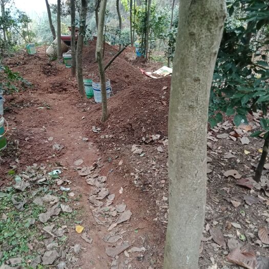 远安县 构骨树
