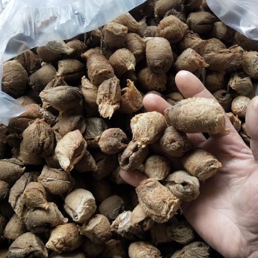 瓮安县螳螂卵，桑螵蛸，生，熟都有