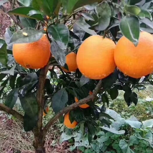 奉节奉节脐橙 统货 4-8两