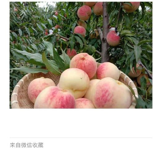扶风县白雪红桃 扶风特产雪桃基地生产