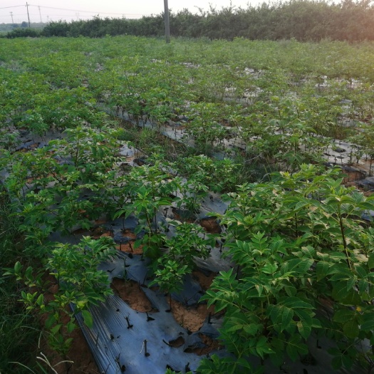 樟树市吴茱萸苗  江西中花吴茱萸现在找我下单送20株根发苗