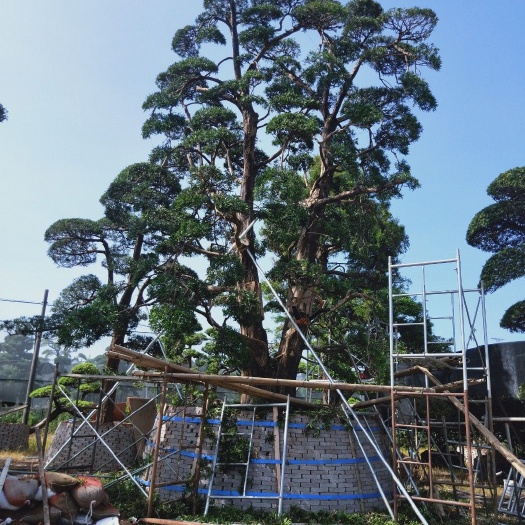 平潭县 罗汉松