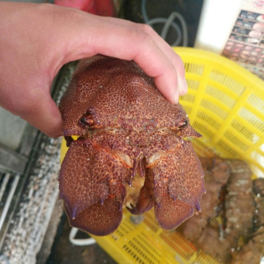  西非  琵琶虾  犀牛虾