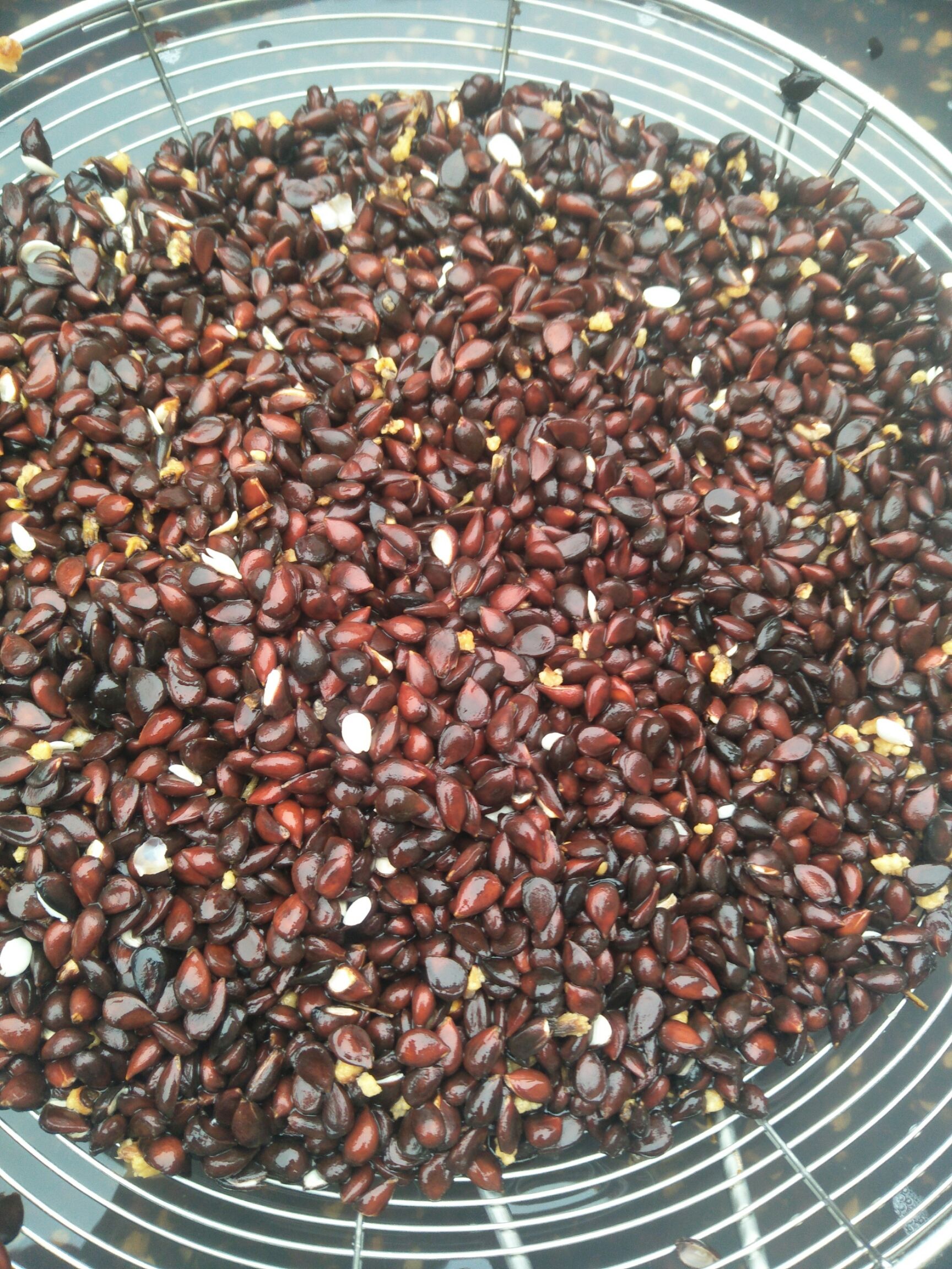 供应杜梨种子，鲜种子