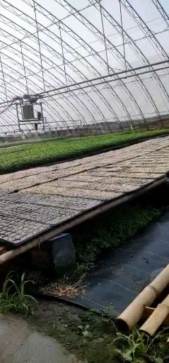  普罗旺斯大粉西红柿苗寿光育苗场直销