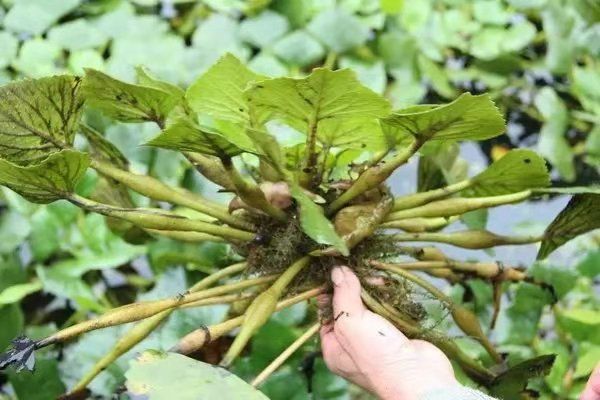 老菱角种子菱角苗青菱角种子红菱角种子池塘净化