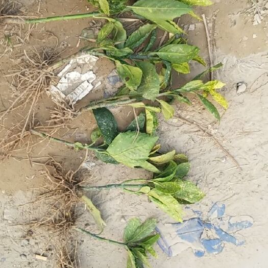 杭州 洒金珊瑚