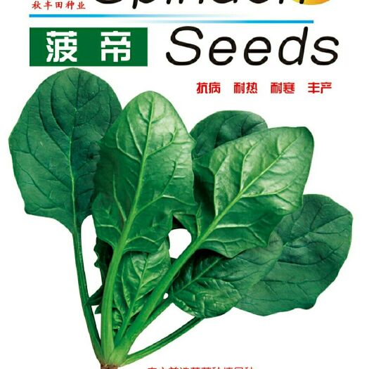 固阳县大叶菠菜种子  菠帝  耐热耐抽苔大叶杂交菠菜