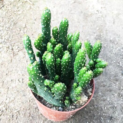 沭阳县 招财手   发财手多肉植物