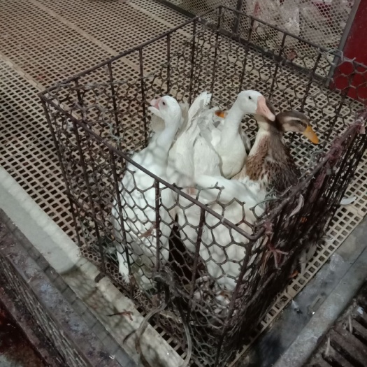 菏泽 淘汰蛋鸭，蛋鹅充足货源