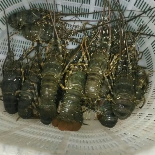 上海印尼小青龙龙虾 越南  印尼  小青龙  上海批发