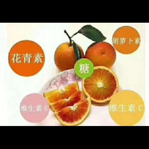 资中县塔罗科血橙 资中血橙 高次果