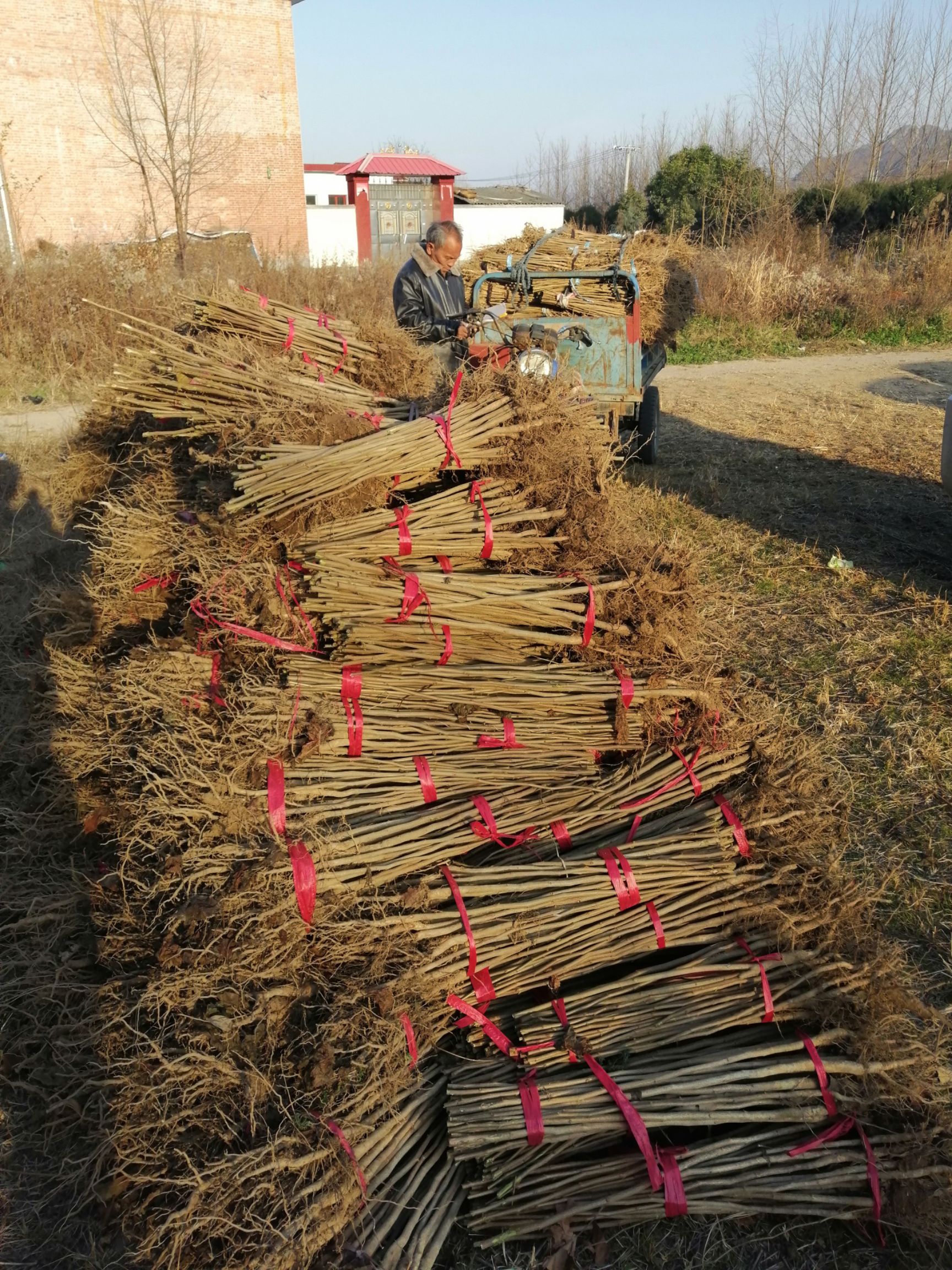 杜仲苗杜仲樹(shù)苗杜仲樹(shù)杜仲藥材杜仲杜仲皮杜仲