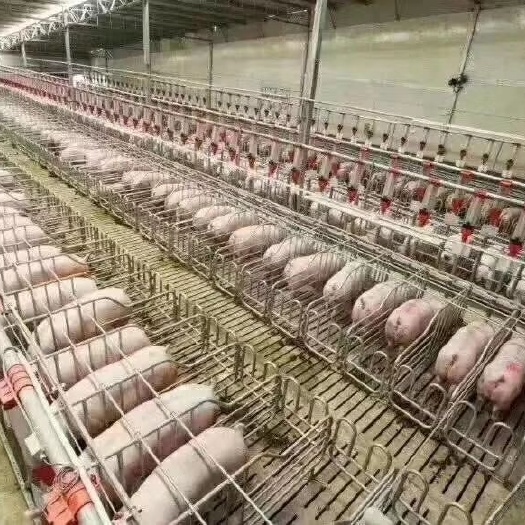 师宗县乳猪配合饲料
