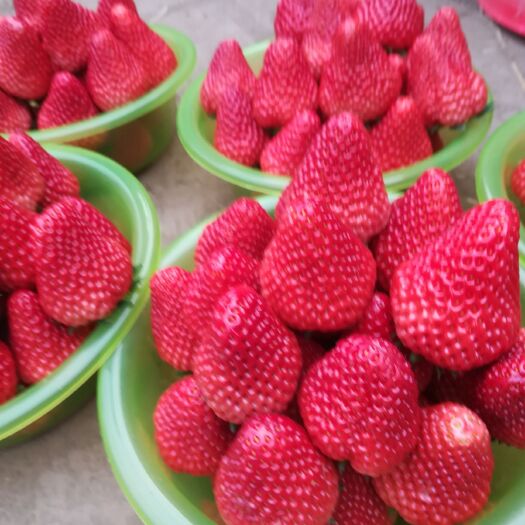 承德 牛奶草莓