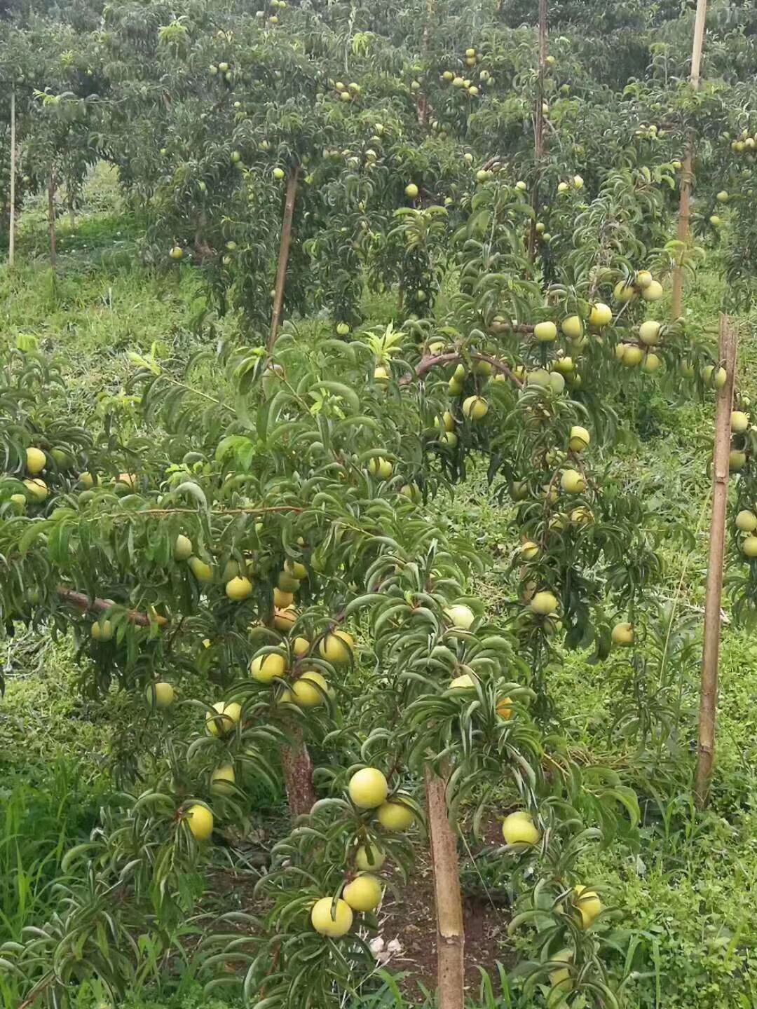 蜂糖李树苗 大量蜂糖李苗销售