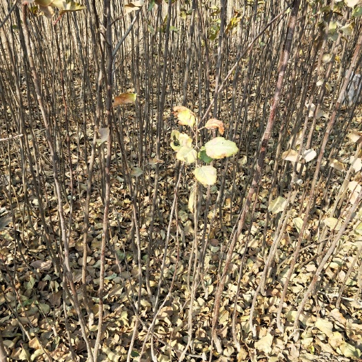 武陟县 各种品种苹果树苗