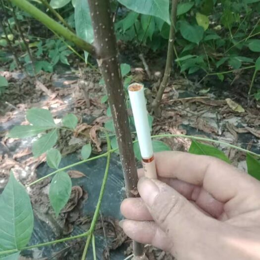樟树市 正宗江西中花吴茱萸苗，顺丰快递发货，保质保量，假一赔十！
