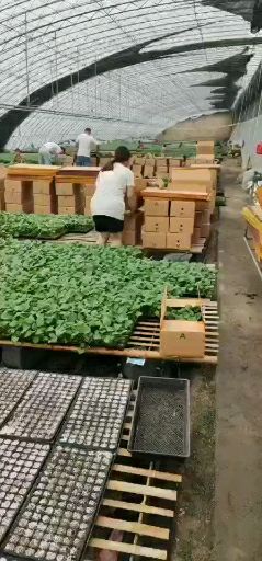  普罗旺斯大粉西红柿苗寿光育苗场直销