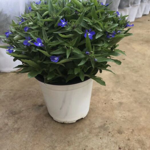 仁化县 六倍利花盆种子带盆