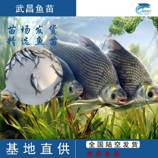 鱼苗 武昌鱼苗 团头鲂鱼苗缩项鳊鱼苗 鱼苗批发 包邮