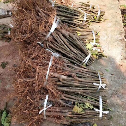 简阳市波姬红无花果苗 波姬红无花果基地直供，当年挂果