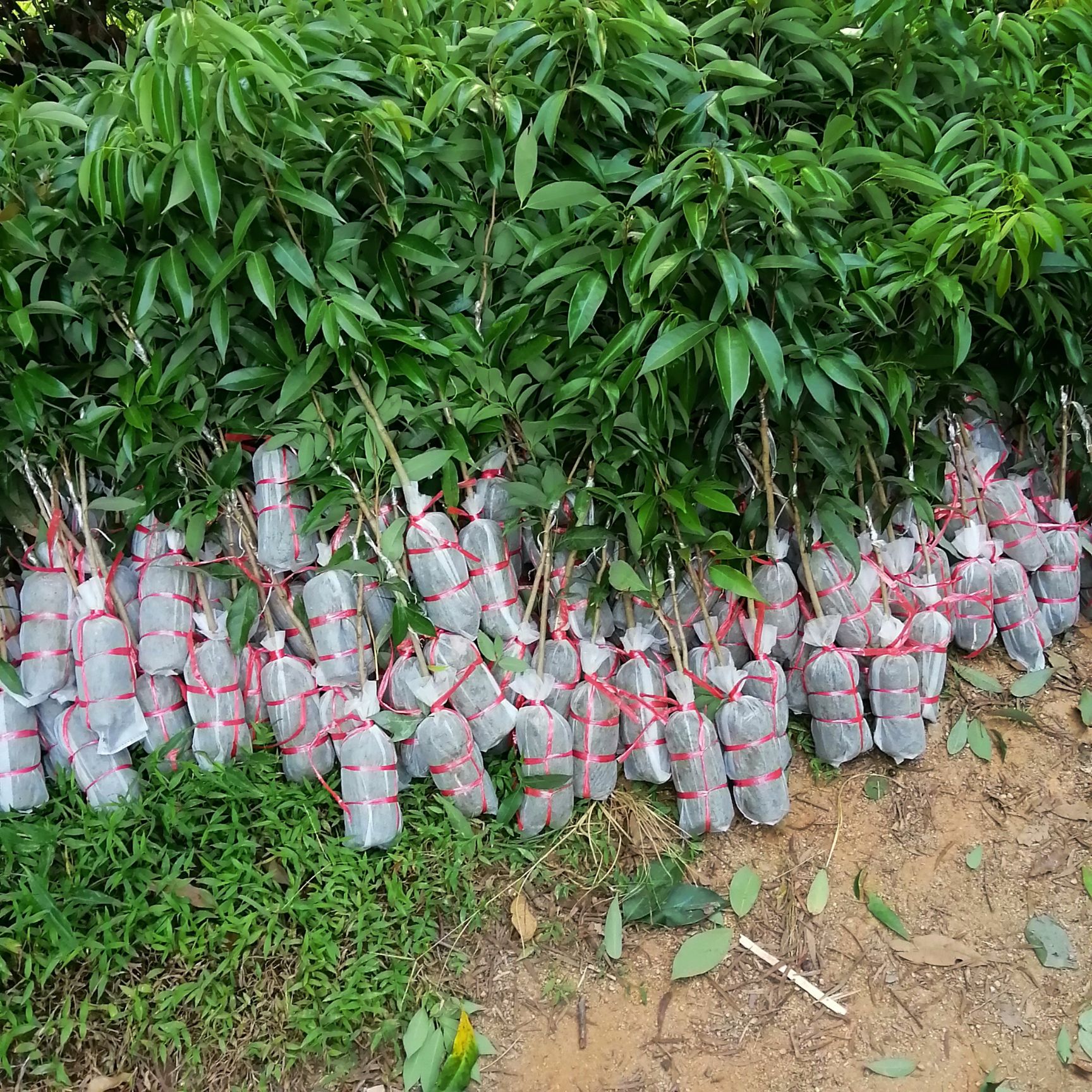 妃子笑荔枝苗  广西桂味荔枝妃子笑三月红