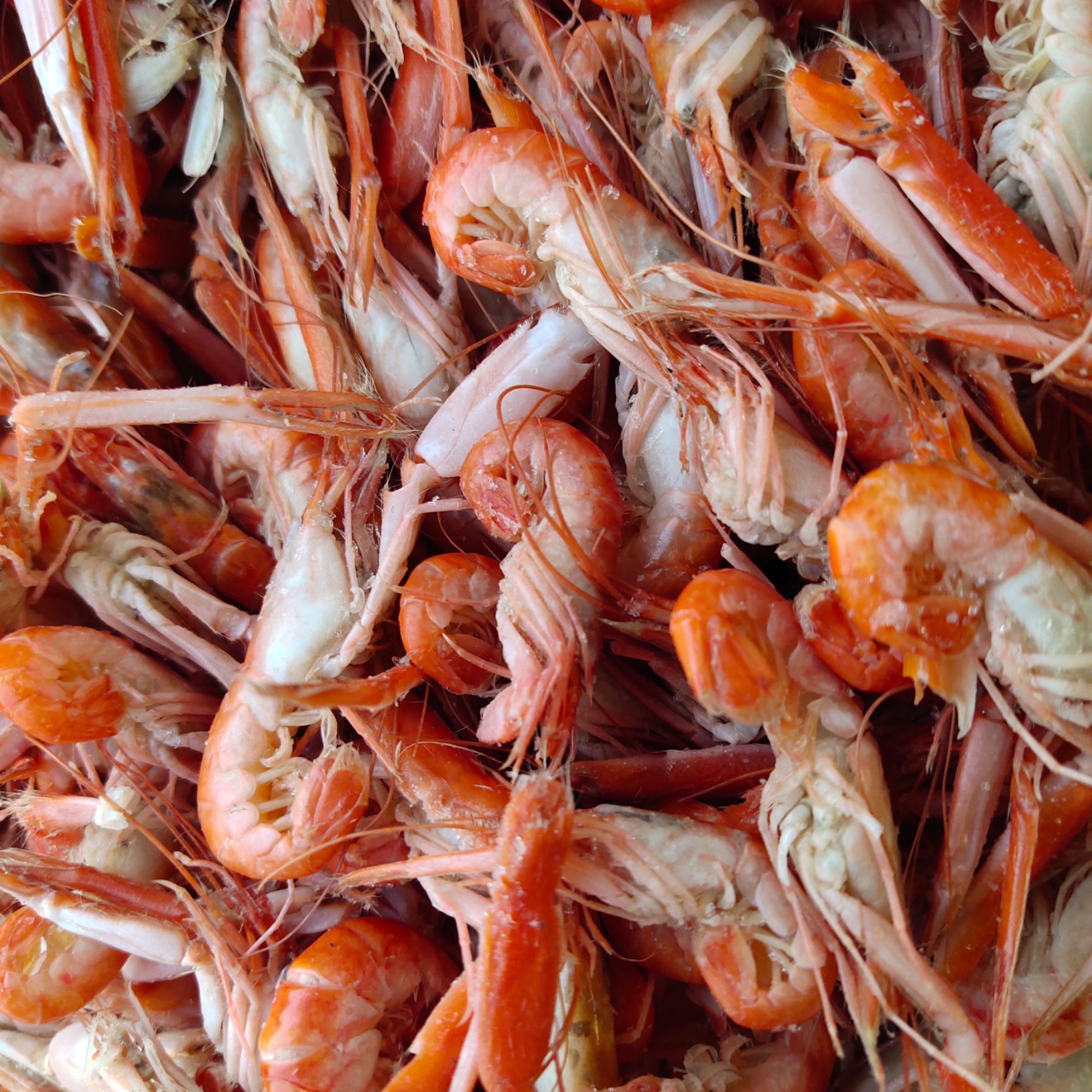 滨州海鳖虾 抓虾 狗虾 夹板虾 红虾 大量出货加工中
