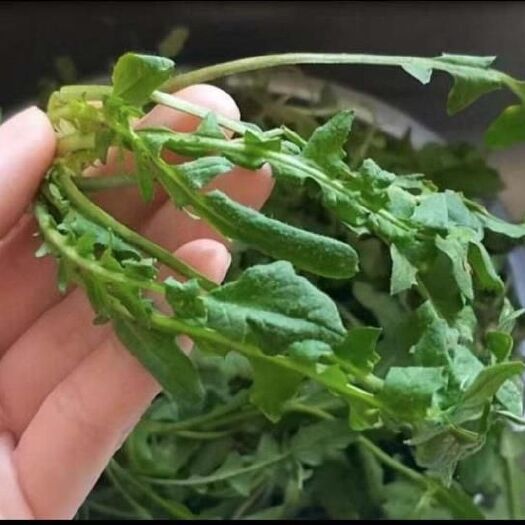 沧州 速冻荠菜碎，1公分颗粒，味道纯正质量上乘。大客户价格实惠划