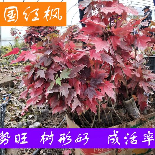 邳州市美国红枫苗  美国红枫 红枫红冠杯苗 无妨布袋 四季可栽