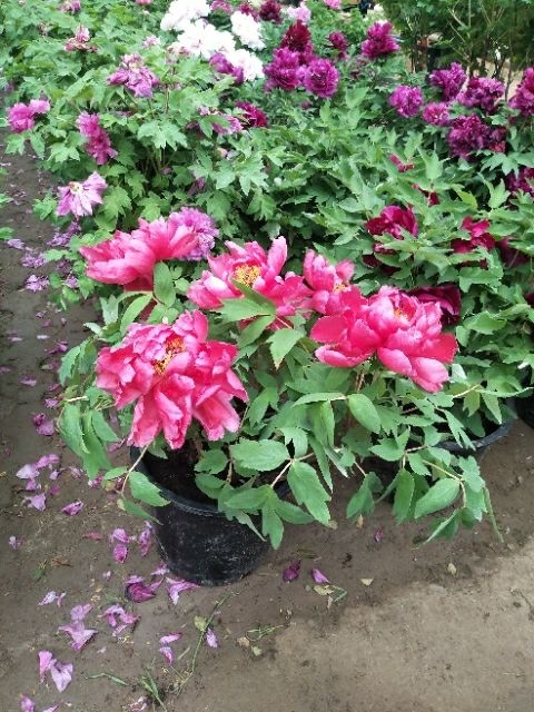花牡丹 吾皇御批  春节牡丹花开富贵
