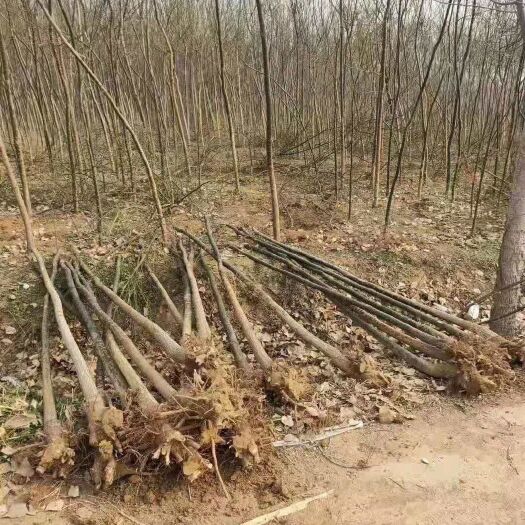 庆阳原生国槐 国槐