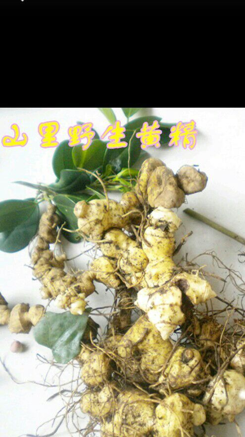 屏山县姜形黄精  天然黄精