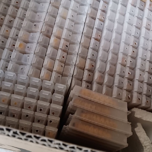 仁怀市斗米虫质量上乘，一手货源