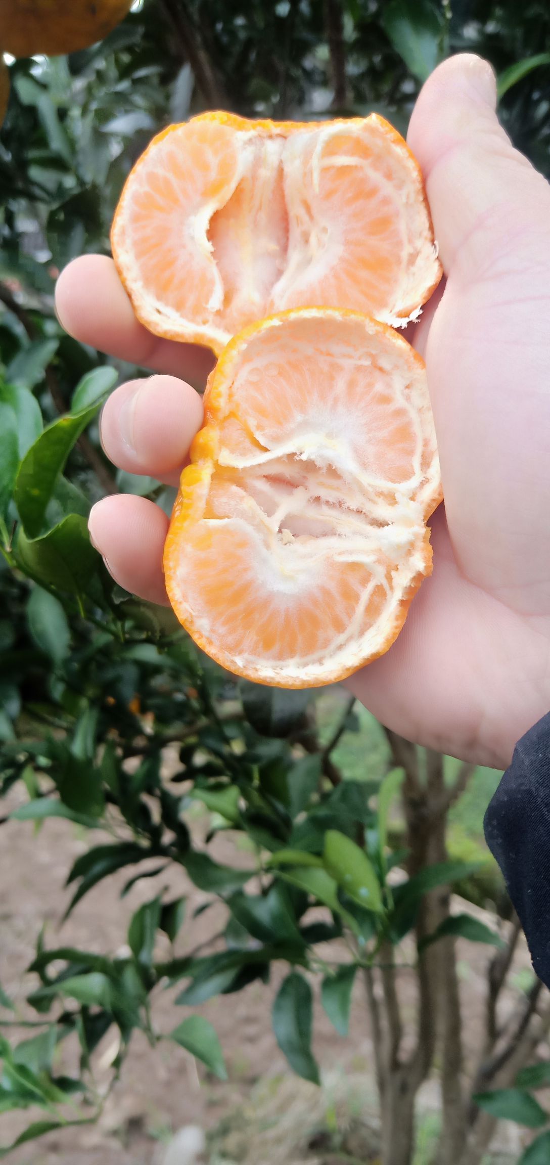 椪柑 重庆开州区碰柑大量上市