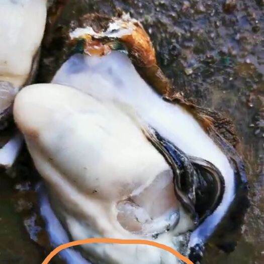 珠海珠海生蚝 五好生蚝：环境好，养殖好，品牌好，营养好，味道好！