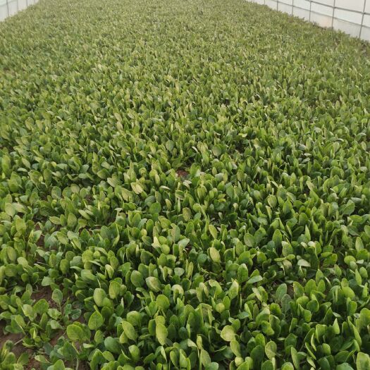 南通黑叶菠菜  精品菠菜，茼蒿出售，质量上乘！