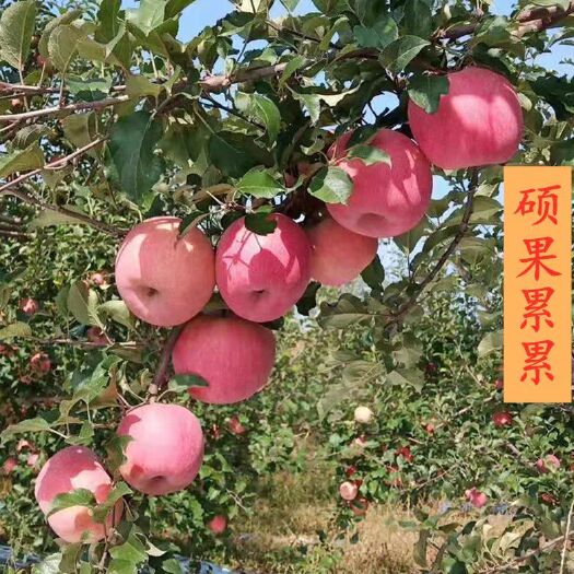 米脂县红富士苹果  2020陕西米脂山地有机高山苹果 高档水果包邮 果园直销