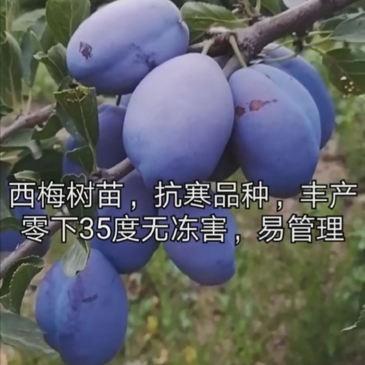 泰安秋姬李子苗 批发李子苗，有恐龙蛋，风味玫瑰，味帝，西梅李，蜂糖李，秋姬。