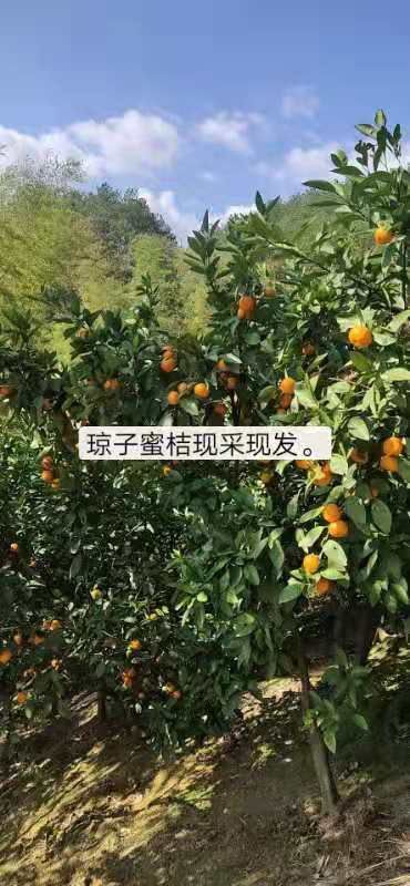 石门县石门蜜橘 密橘