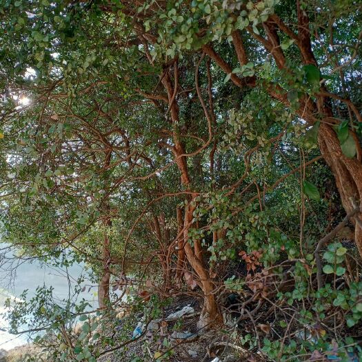 光泽县刺楠盆景 小叶刺楠精品桩
