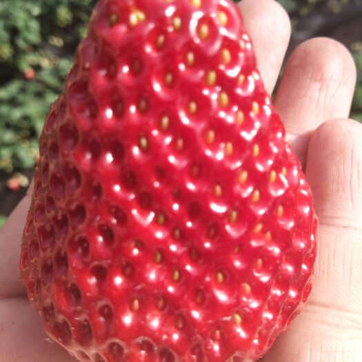 承德 牛奶草莓